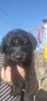 Coconut, a female German Shepherd Dog and Golden Retriever for sale in Modesto, CA – 2 of 10