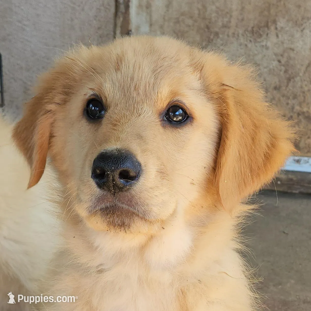 Aspen – Golden Retriever puppy for sale in Modesto, CA