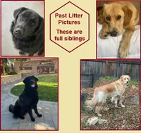 Aspen, a male Golden Retriever for sale in Modesto, CA – Photo 7 of 7