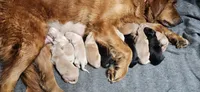 Dolly, a female German Shepherd Dog and Golden Retriever for sale in Modesto, CA – 6 of 10
