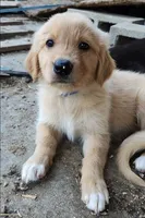 Alexandra, a female German Shepherd Dog and Golden Retriever for sale in Modesto, CA – 1 of 10