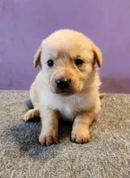 Pringle, a male Golden Retriever for sale in Modesto, CA – Photo 1 of 7