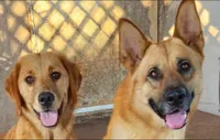 Spice, a female German Shepherd Dog and Golden Retriever for sale in Modesto, CA – 9 of 10