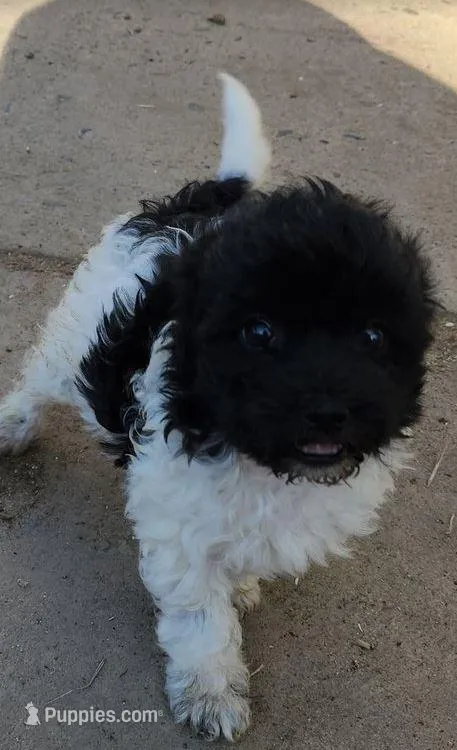 Orca – Maltipoo puppy for sale in Modesto, CA