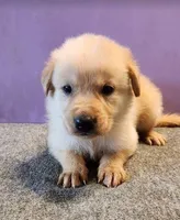 Chestnut, a male Golden Retriever for sale in Modesto, CA – Photo 1 of 7