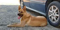 Piper, a female German Shepherd Dog and Golden Retriever for sale in Modesto, CA – 8 of 10