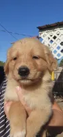 Alexandra, a female German Shepherd Dog and Golden Retriever for sale in Modesto, CA – 2 of 10