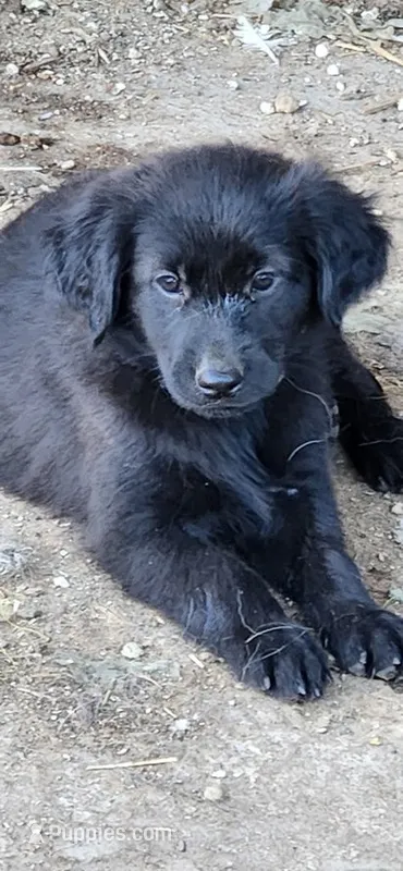 Anna – German Shepherd Dog, Golden Retriever puppy for sale in Modesto, CA