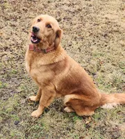 Dolly, a female German Shepherd Dog and Golden Retriever for sale in Modesto, CA – 7 of 10