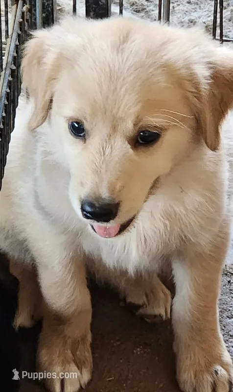 Piper – German Shepherd Dog, Golden Retriever puppy for sale in Modesto, CA