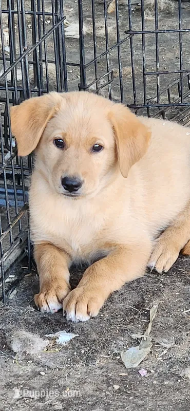 Pumpkin – German Shepherd Dog, Golden Retriever puppy on hold in Modesto, CA