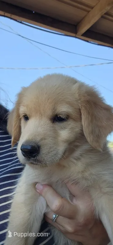 Piper – German Shepherd Dog, Golden Retriever puppy for sale in Modesto, CA
