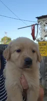 Dolly, a female German Shepherd Dog and Golden Retriever for sale in Modesto, CA – 2 of 10