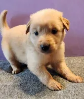 Noel / Tinsel, a female Golden Retriever for sale in Modesto, CA – Photo 2 of 8