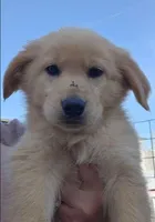 Noel / Tinsel, a female Golden Retriever for sale in Modesto, CA – Photo 1 of 8
