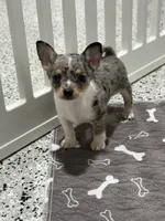 Male, a male Chihuahua for sale in Marcus, IA – 2 of 4