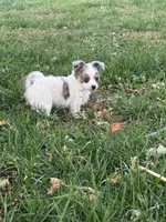 FemaleREADYNOW, a female Chihuahua for sale in Marcus, IA – 5 of 9