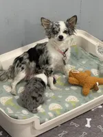 Male, a male Chihuahua for sale in Marcus, IA – 4 of 4