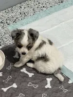 Female, a female Chihuahua for sale in Marcus, IA – 1 of 6