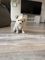 Butter, a male Chihuahua for sale in Marcus, IA – 1 of 6