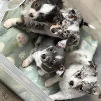 LongHairedMaleREADYNOW, a male Chihuahua for sale in Marcus, IA – Photo 8 of 8