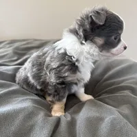 LongHairedMaleREADYNOW, a male Chihuahua for sale in Marcus, IA – Photo 2 of 8