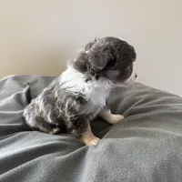 LongHairedMaleREADYNOW, a male Chihuahua for sale in Marcus, IA – Photo 6 of 8