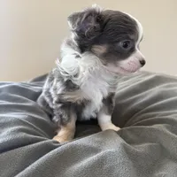 LongHairedMaleREADYNOW, a male Chihuahua for sale in Marcus, IA – Photo 7 of 8