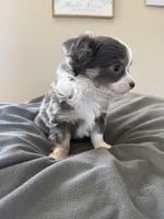 LongHairedMale, a male Chihuahua for sale in Marcus, IA – Photo 7 of 8