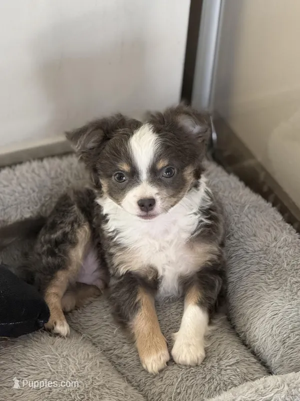 LongHairedMaleREADYNOW – Chihuahua puppy for sale in Marcus, IA