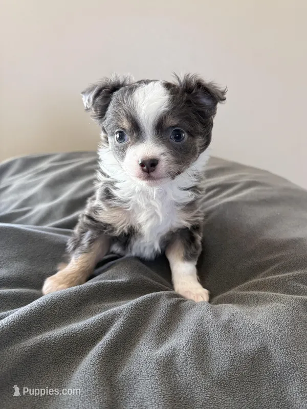 LongHairedMale, a male Chihuahua for sale in Marcus, IA – Photo 1 of 8