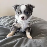 LongHairedMaleREADYNOW, a male Chihuahua for sale in Marcus, IA – Photo 1 of 8