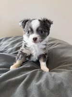 LongHairedMale, a male Chihuahua for sale in Marcus, IA – Photo 1 of 8