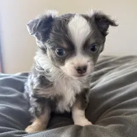 LongHairedMaleREADYNOW, a male Chihuahua for sale in Marcus, IA – Photo 5 of 8