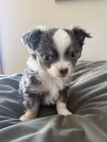 LongHairedMale, a male Chihuahua for sale in Marcus, IA – Photo 5 of 8