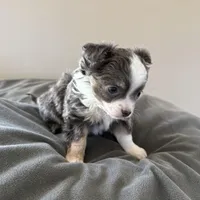 LongHairedMaleREADYNOW, a male Chihuahua for sale in Marcus, IA – Photo 4 of 8