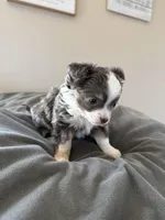 LongHairedMale, a male Chihuahua for sale in Marcus, IA – Photo 4 of 8