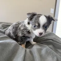 LongHairedMaleREADYNOW, a male Chihuahua for sale in Marcus, IA – Photo 3 of 8