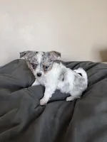 FemaleLongHairedREADYNOW, a female Chihuahua for sale in Marcus, IA – Photo 4 of 6