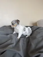 FemaleLongHairedREADYNOW, a female Chihuahua for sale in Marcus, IA – Photo 5 of 6