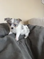 FemaleLongHairedREADYNOW, a female Chihuahua for sale in Marcus, IA – Photo 2 of 6