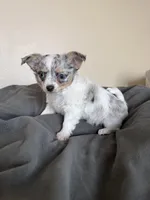 FemaleLongHairedREADYNOW, a female Chihuahua for sale in Marcus, IA – Photo 3 of 6