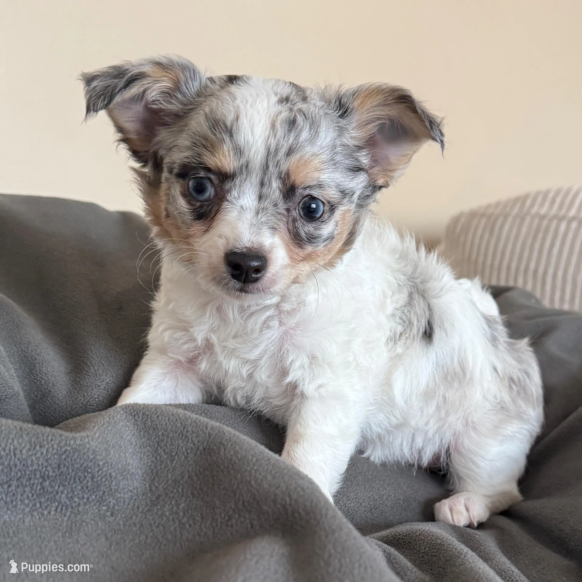 FemaleLongHairedREADYNOW