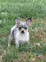 MaleREADYNOW, a male Chihuahua for sale in Marcus, IA – 3 of 8