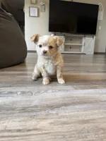 Butter, a male Chihuahua for sale in Marcus, IA – 2 of 6