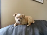 Butter, a male Chihuahua for sale in Marcus, IA – 4 of 6