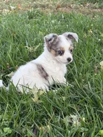FemaleREADYNOW, a female Chihuahua for sale in Marcus, IA – 4 of 9