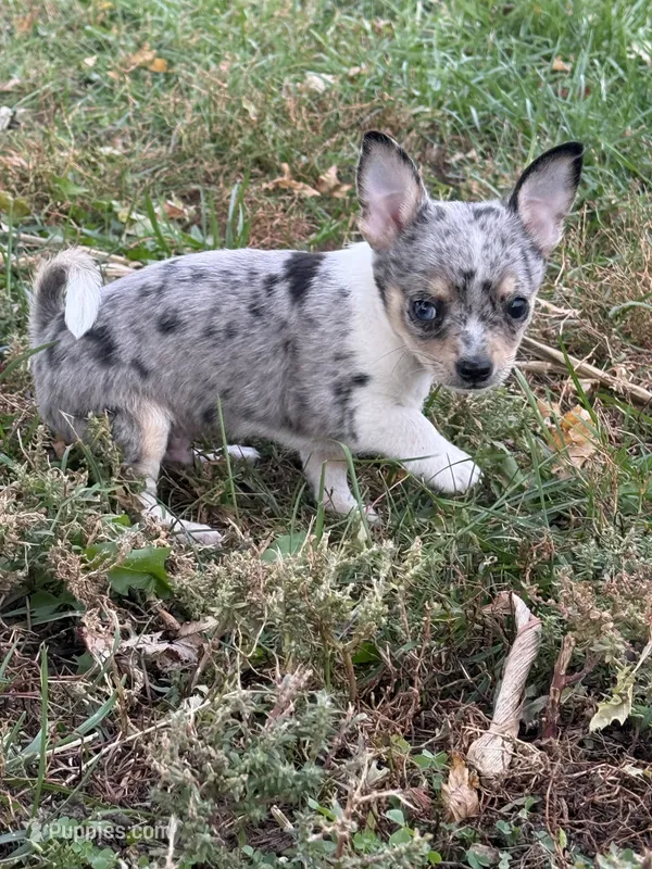 Male – Chihuahua puppy for sale in Marcus, IA