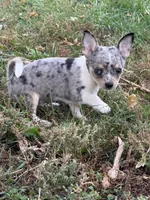 MaleREADYNOW, a male Chihuahua for sale in Marcus, IA – 1 of 8