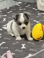 Female, a female Chihuahua for sale in Marcus, IA – 2 of 6